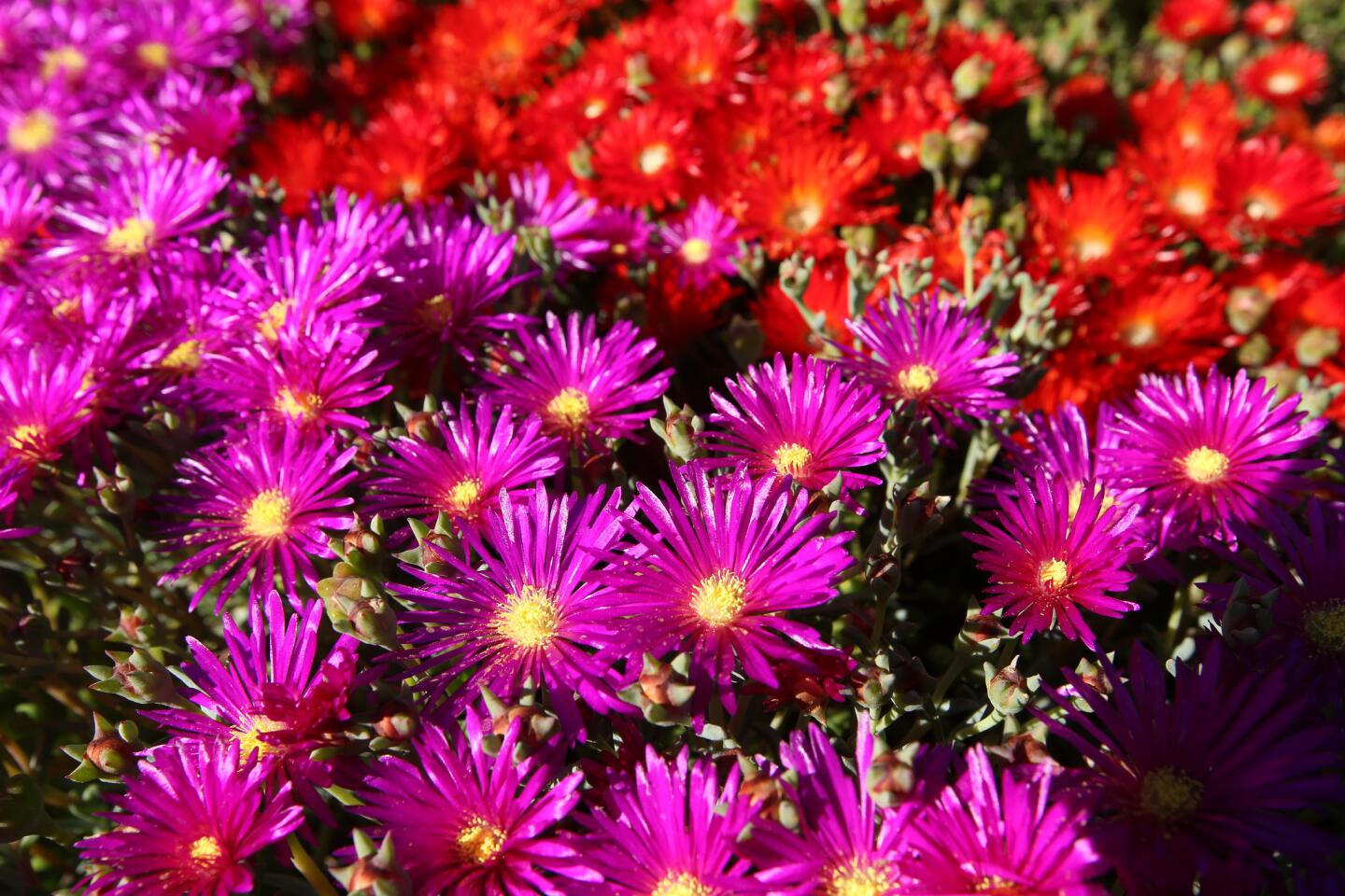 This Burbank drought garden is anything but dull