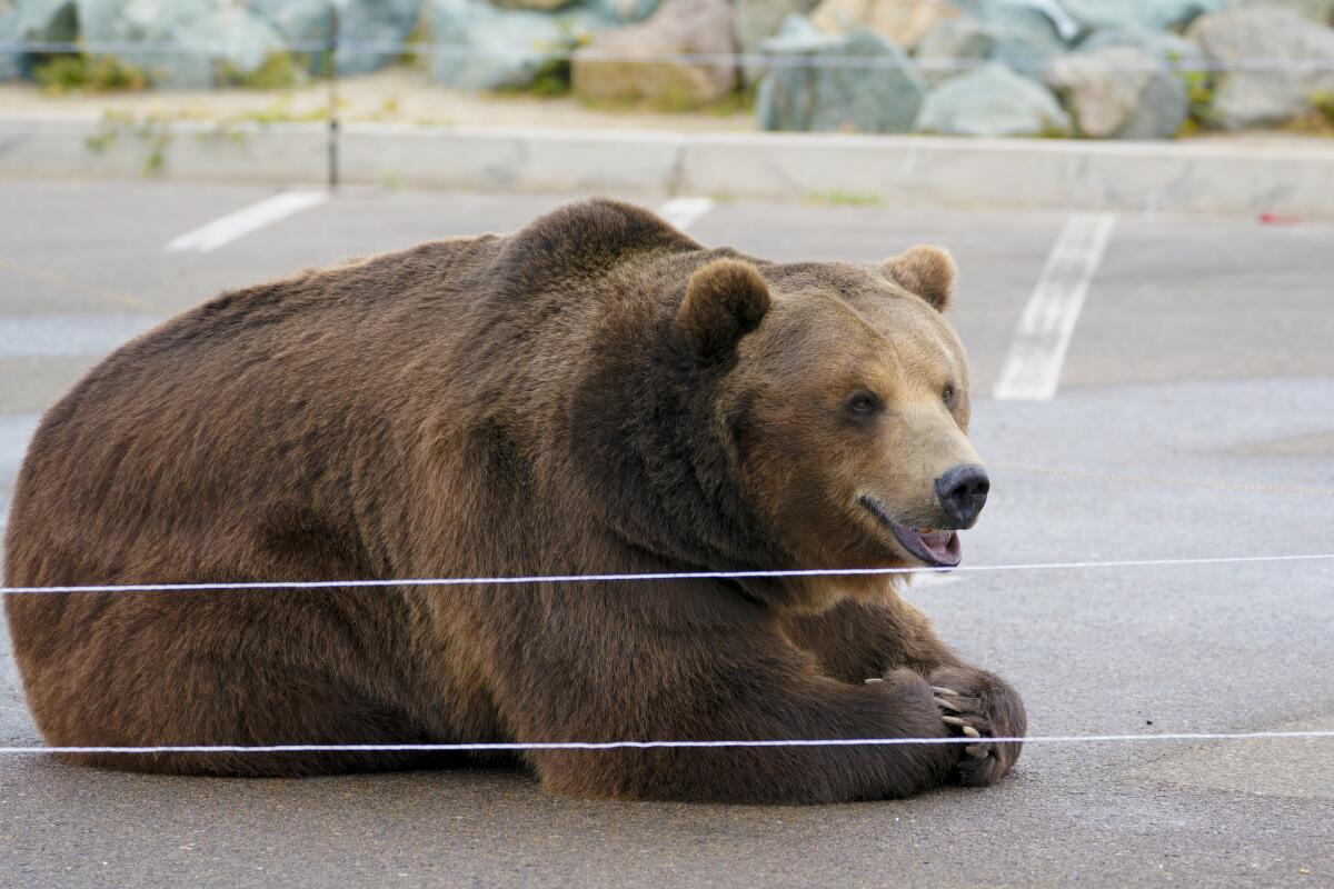 A bear lays down in a parking lot