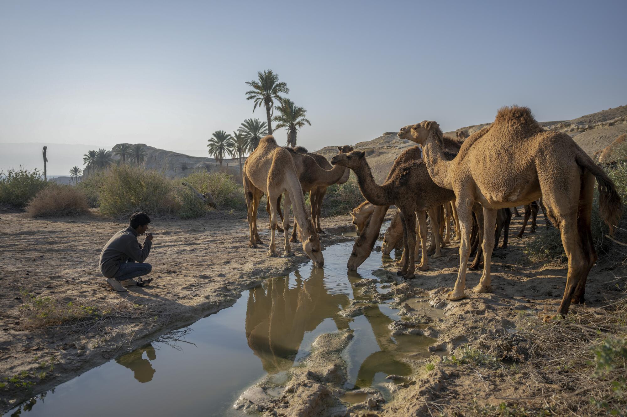 Los camellos beben de un charco.