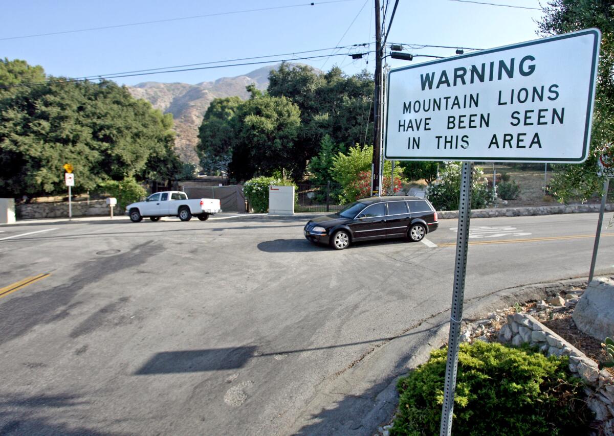 A sign warning residents about Mountain lions is permanently posted at Briggs Avenue and Shields Street in La Crescenta on Thursday, July 22, 2010.