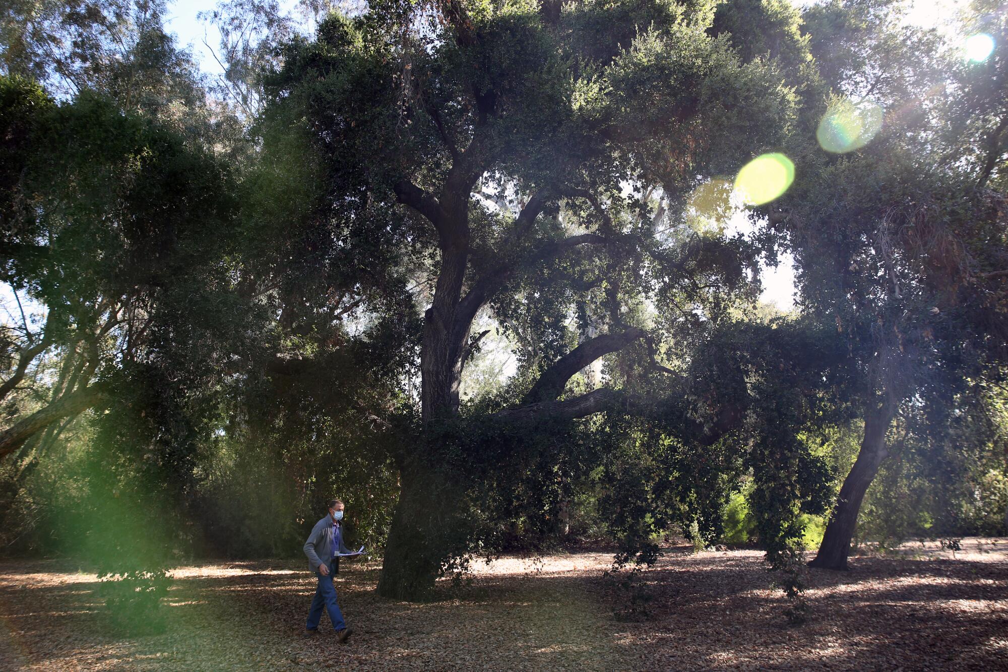 A man walks past a coast live oak 