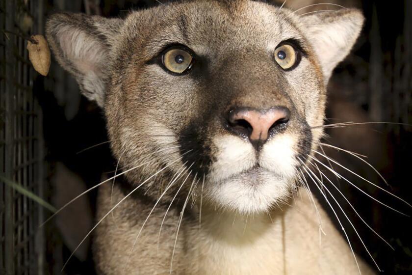 This photo provided by the National Park Service shows cougar known as P-81. The Southern California mountain lion studied by the National Park Service was killed after a likely vehicle strike earlier this month on Pacific Coast Highway in Malibu, wildlife officials said. The radio-collared cougar known as P-81 was found dead along the route near Point Mugu on Jan. 22, 2023, the park service said on Twitter. (National Park Service via AP)