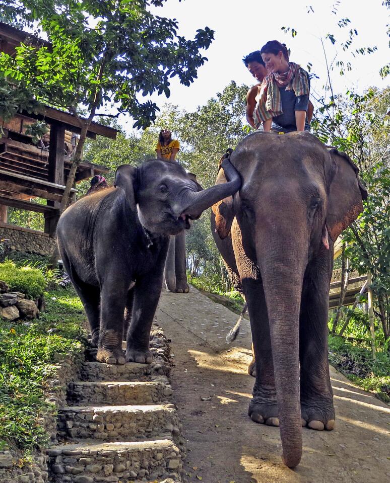 Elephant riding