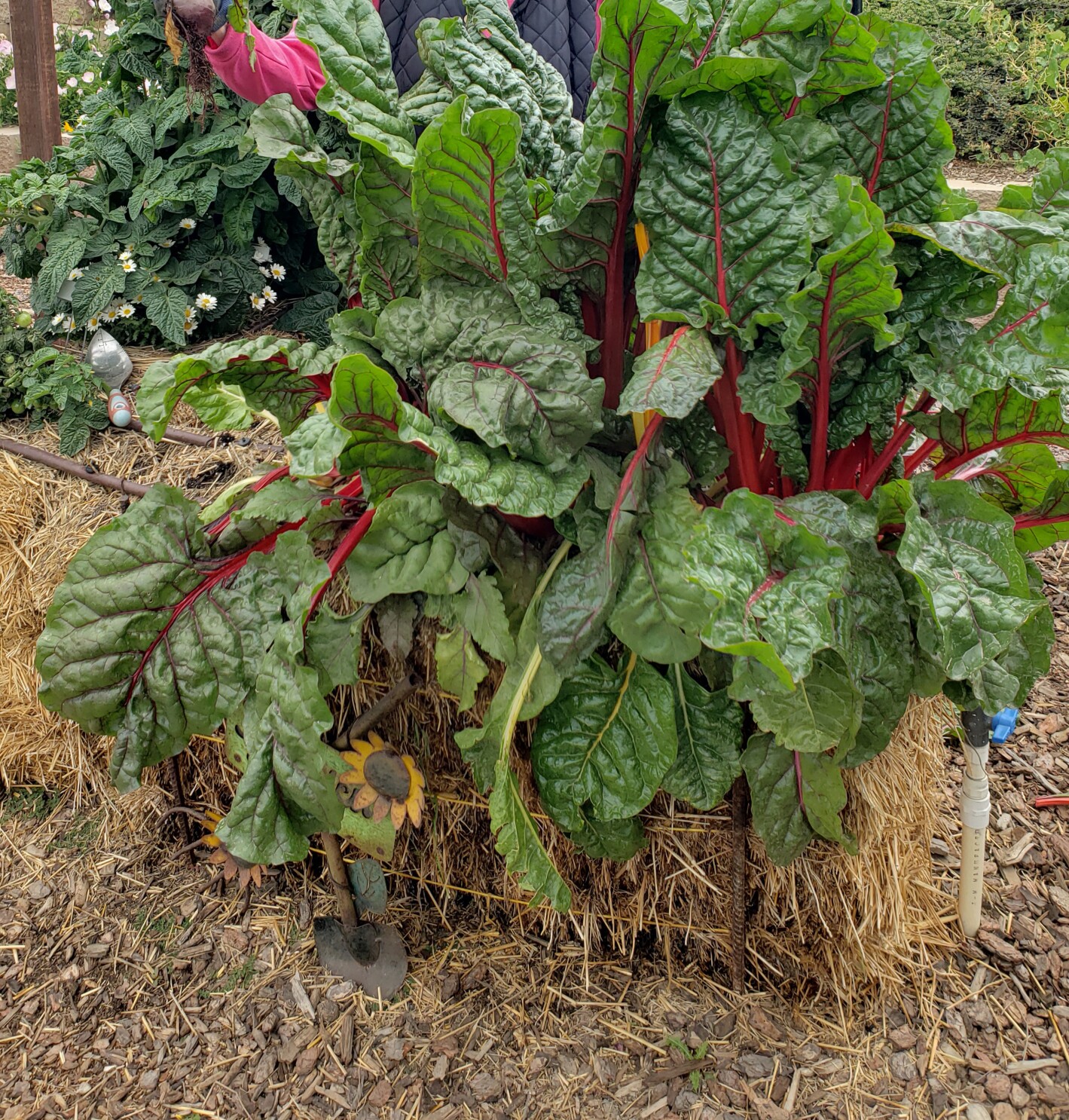 Garden Mastery Straw Bale Provides Soil Less Place For Plants To Flourish The San Diego Union Tribune