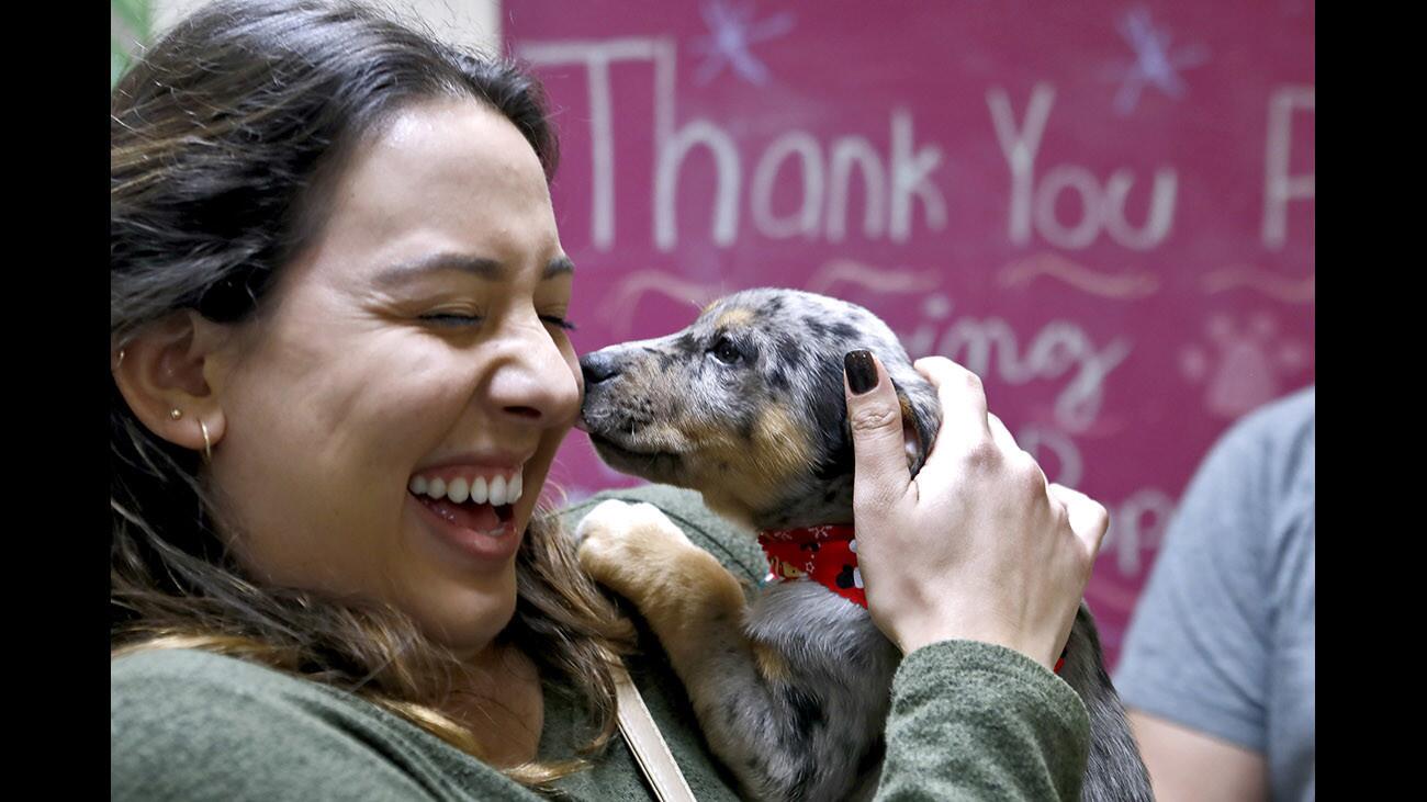 Yvette Castanada, 22 of Valencia, reacts as the puppy she picked out nuzzles up to her during the annual Muttshack Animal Rescue and Petco Burbank, at the Victory Blvd. store in Burbank on Saturday, Dec. 23, 2017. The Muttshack Animal Rescue Foundation brought about 20 puppies ready for adoption and more than 40 people waited in line a long as a couple of hours to get a chance to take one home.