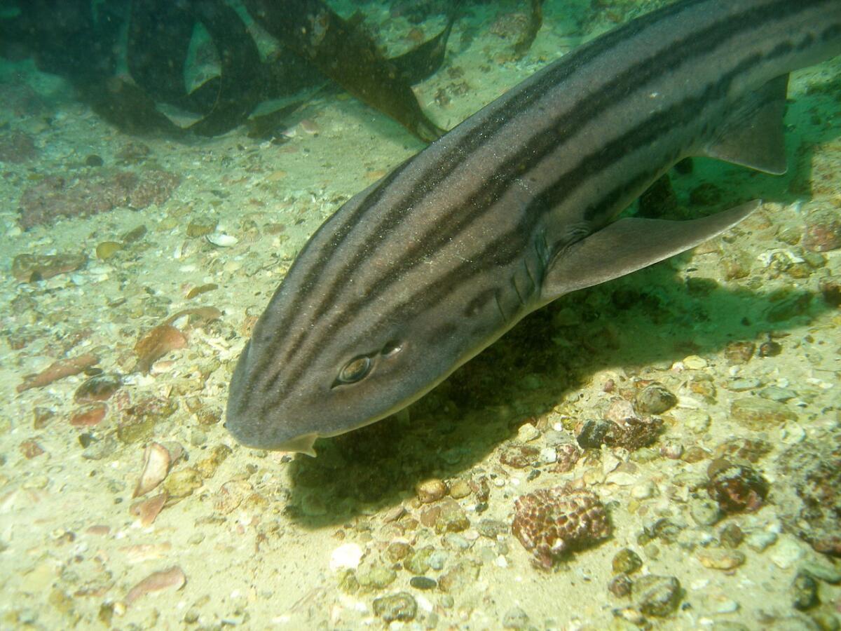 Pyjama shark off South Africa.