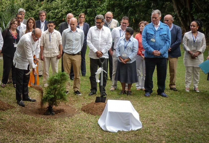 The head of the Colombian government's delegation for peace talks with leftist guerrillas, Humberto de la Calle, plants a tree in a garden of Havana on Dec. 16 as other delegates to the talks look on.