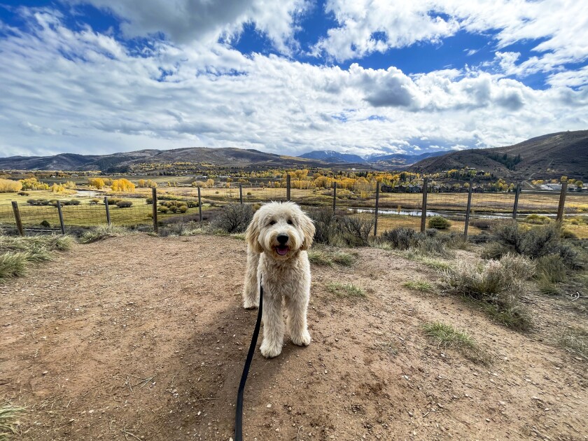 Anjing di Colorado menghadap dengan pohon kuning dan oranye di belakangnya.