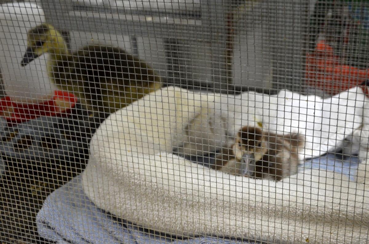 A Canada goose and an Egyptian goose share a cage.