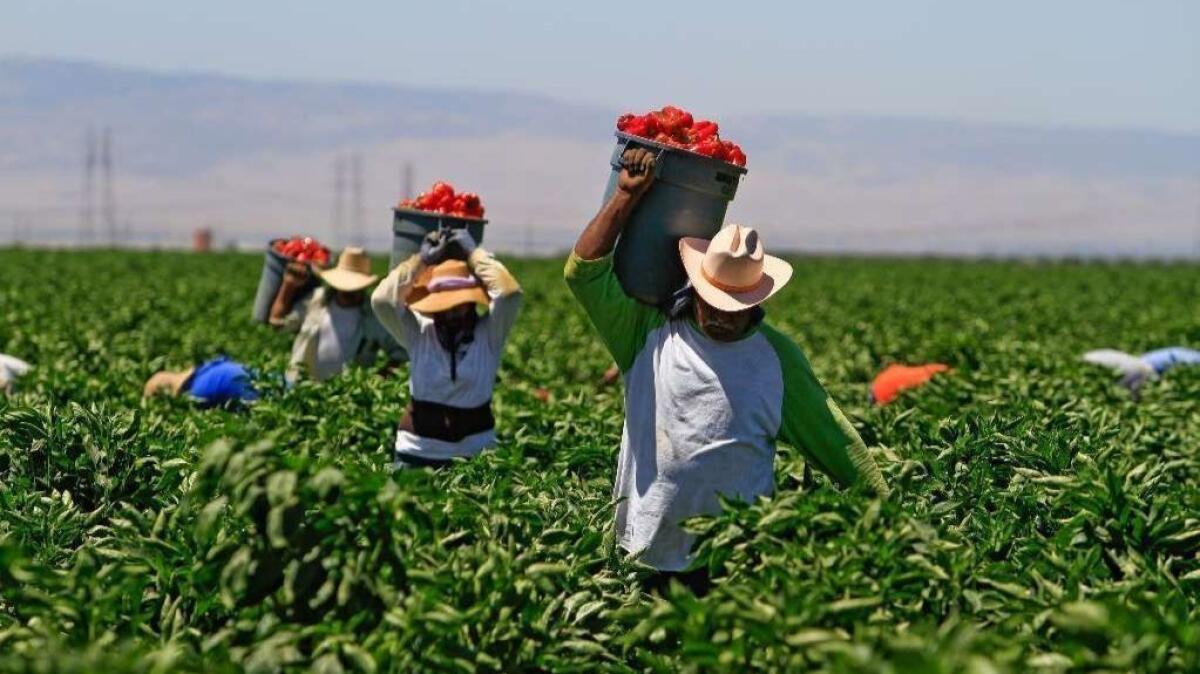 Farmworkers pick peppers near Bakersfield in 2011.
