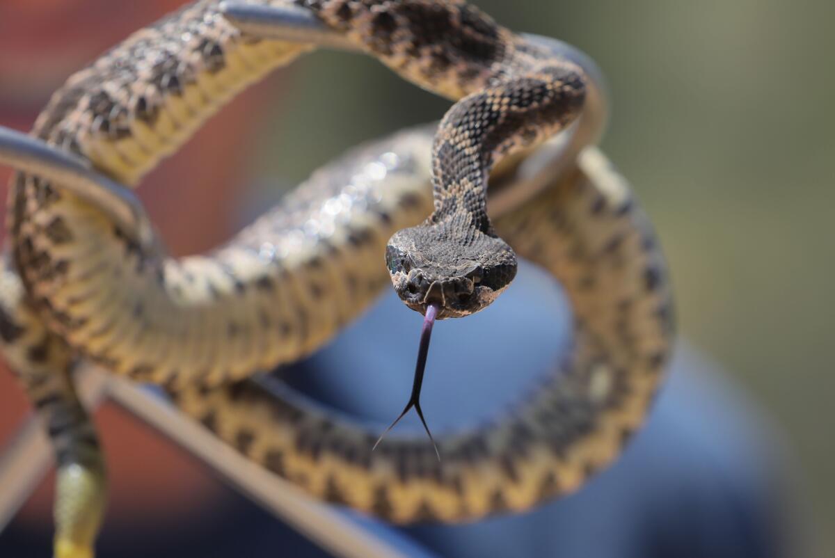 A close-up of a rattlesnake.