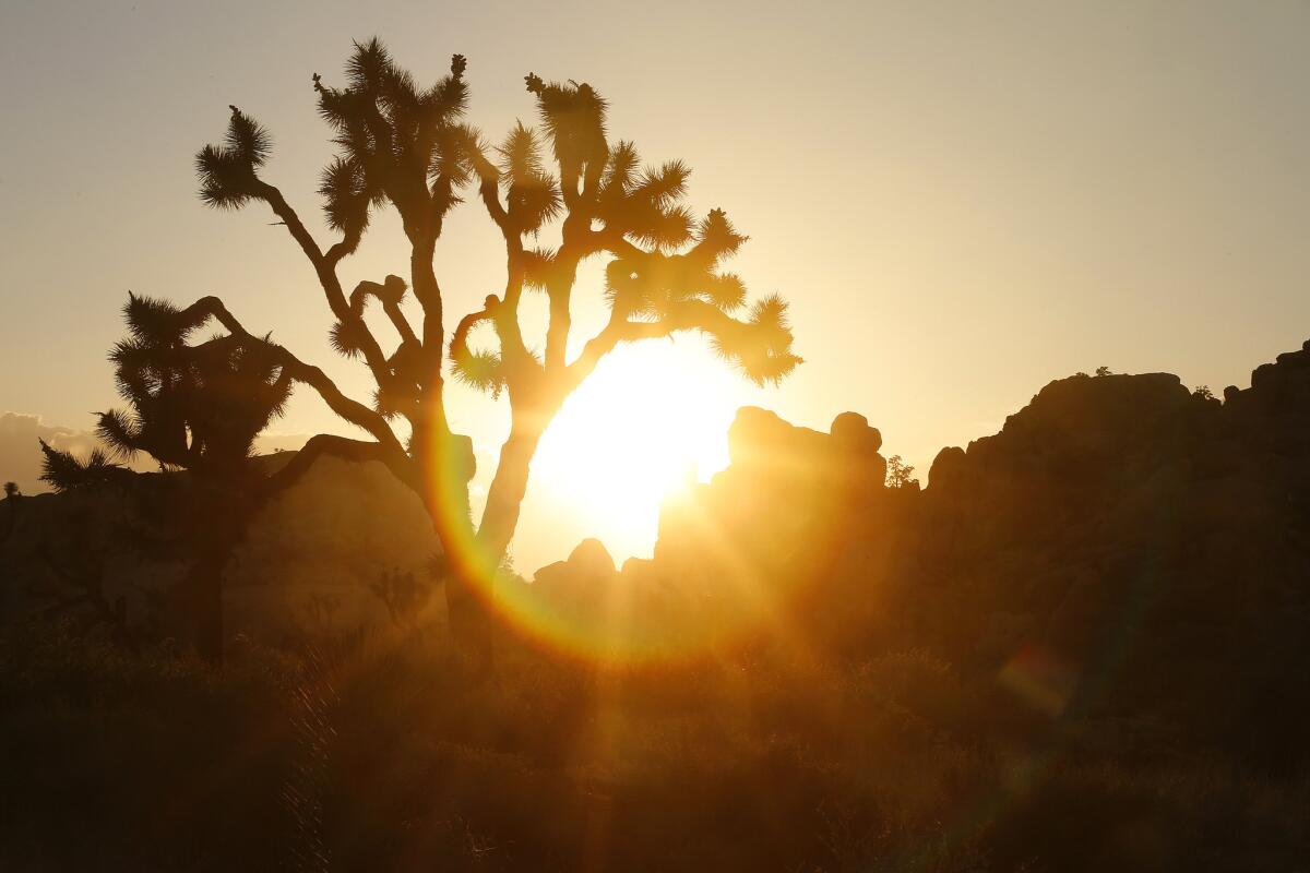 The sun looms behind a Joshua tree in Joshua Tree National Park.