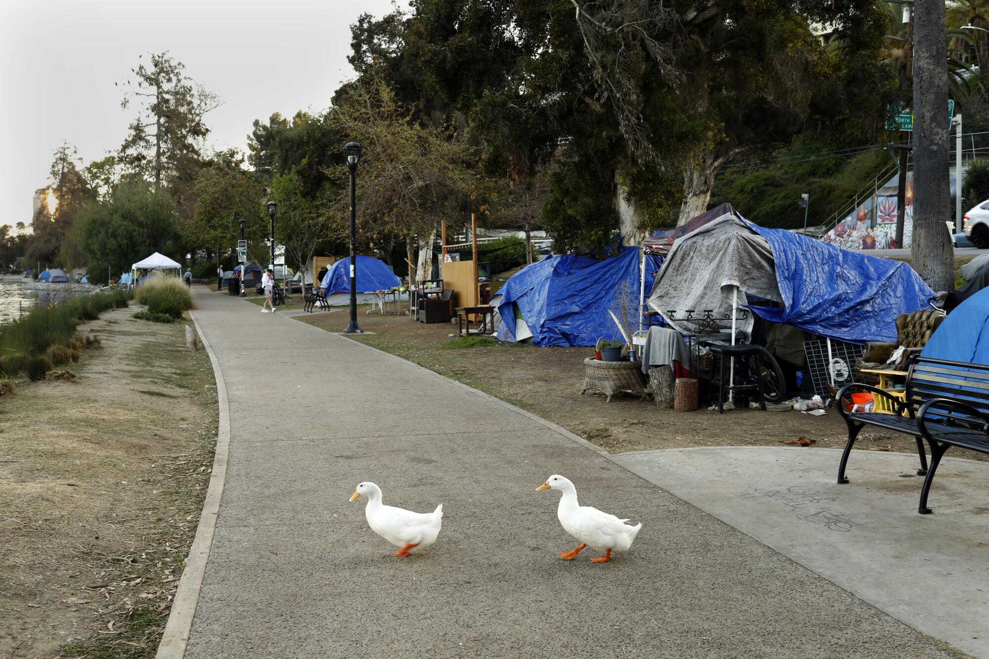 Ducks cross a path near a row of tents