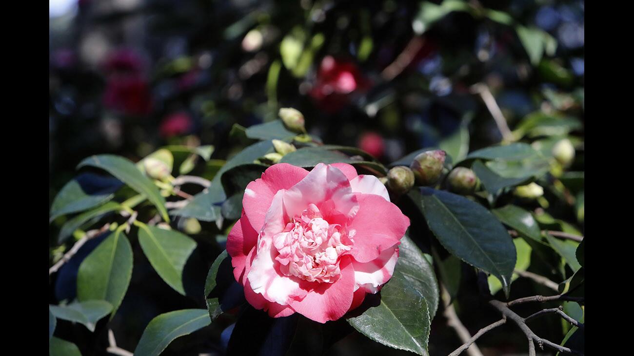There are many flowers and buds on the Camellia trees at Descanso Gardens now, in La Cañada Flintridge on Tuesday, Jan. 23, 2018. Many of the Camellia trees have a wide variety of flowers in many colors.