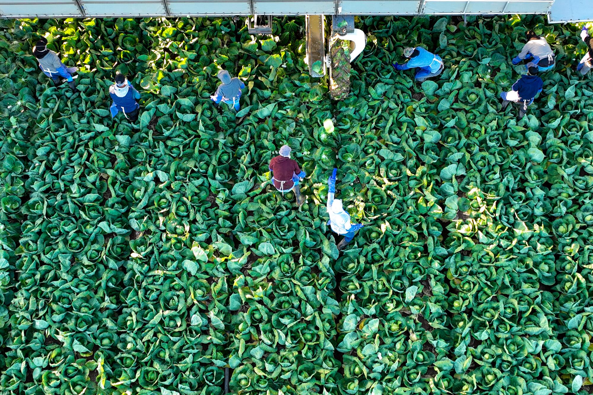 Vessey & Co. farmworkers harvest green cabbage at the end of November.