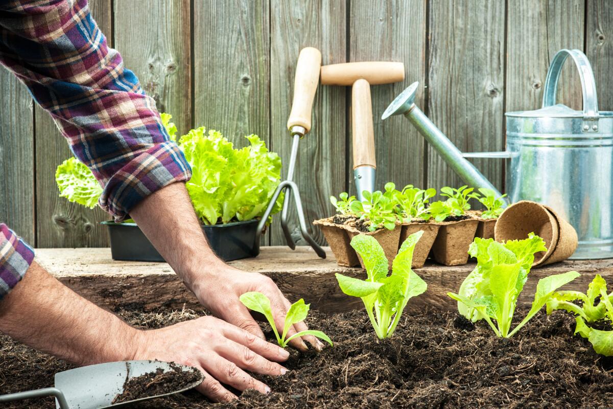 A gardener planting lettuce seedlings in a raised bed garden. 