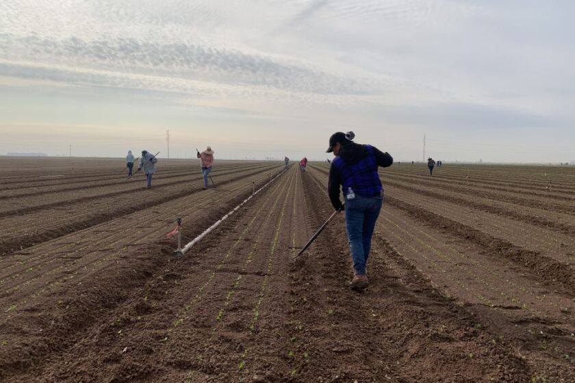 A 55-year-old Mexican woman with a green card tills the soil of a lettuce field in Calexico.