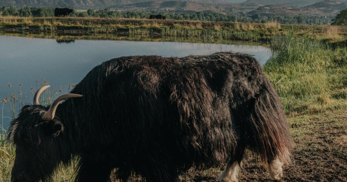 How Colorado became the unlikely epicenter of American yak ranching