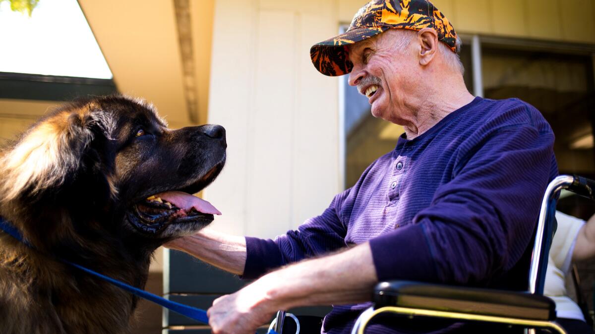 Leonard Hanson laughs as he visits with Calibur, a 9-year-old Leonberger therapy dog, at Coeur d'Alene Health Care and Rehabilitation Center in Coeur d'Alene, Idaho. Airlines want to limit the type of "emotional support animals" allowed on planes.