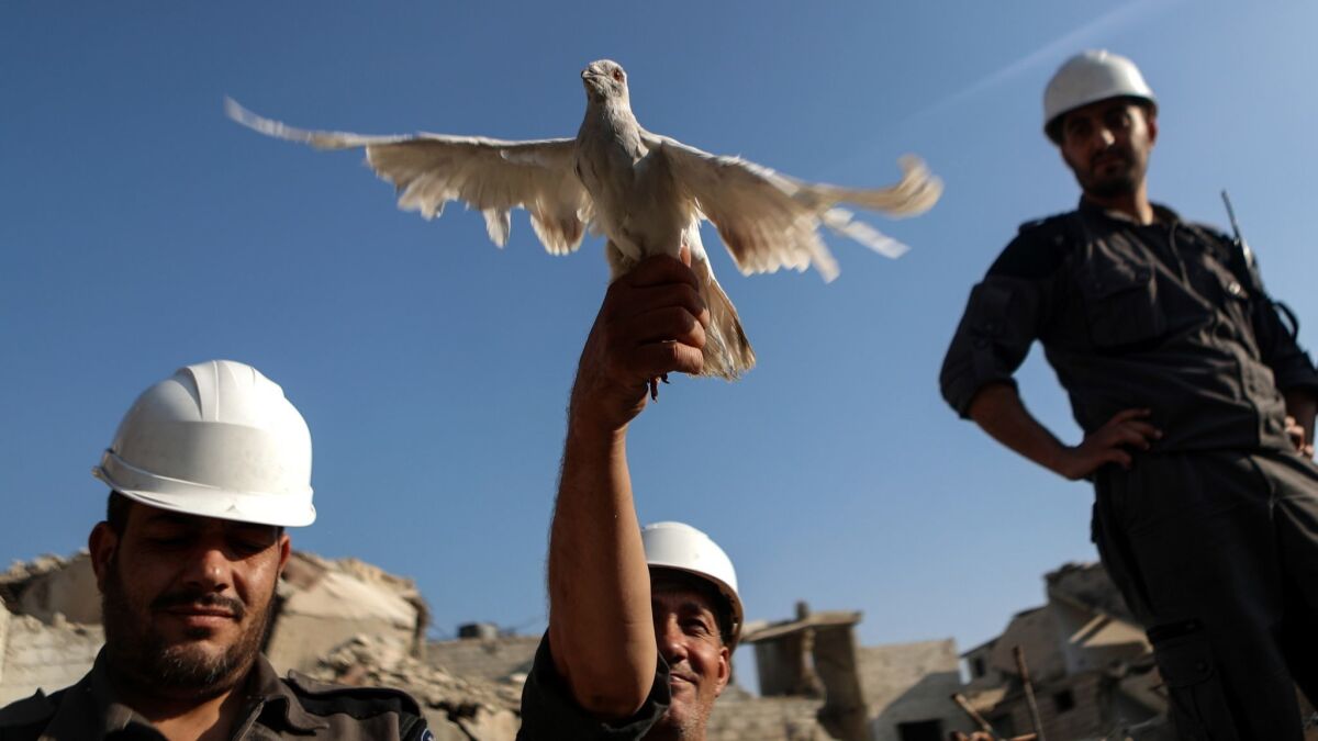 A volunteer holds a a pigeon as a symbol of peace during a solidarity protest amid the rubble of destroyed houses in Zamalka, rebel-held eastern Ghouta, Syria.