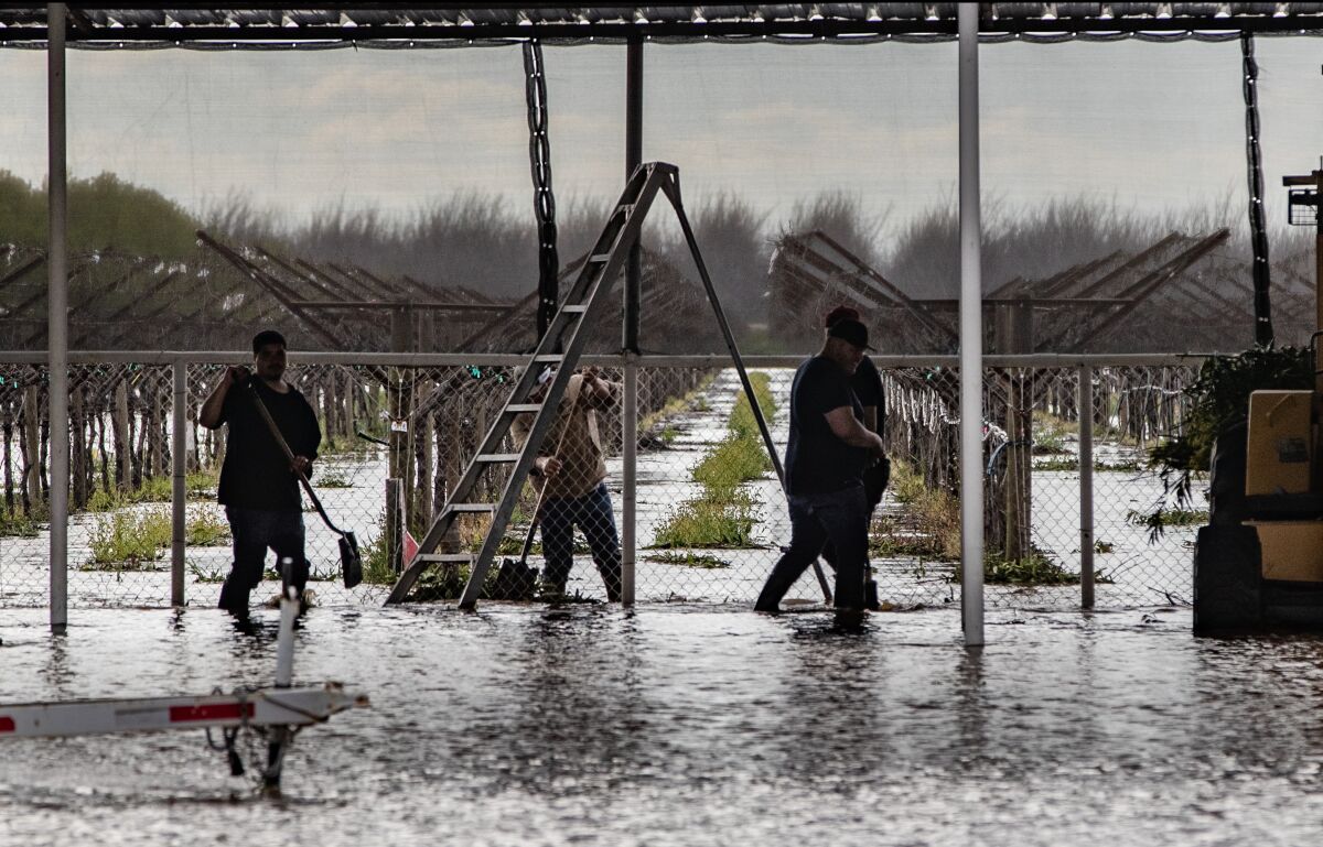 Workers in ankle-high water use shovels to clear storm drains at an orchard.