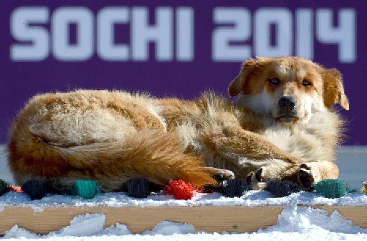 A dog basks in the sun as athletes take part in a Sochi Olympics cross-country training session at the Laura Cross Country Skiing and Biathlon Center in Rosa Khutor. Strays could be seen daily around Sochi and the Winter Games facilities.