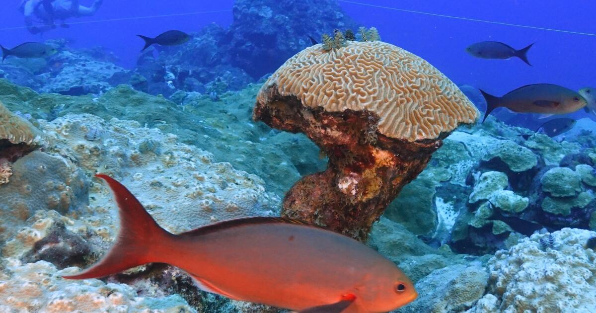 El cambio climático está dañando los corales en todo el mundo.  Pero estos arrecifes frente a la costa de Texas están prosperando