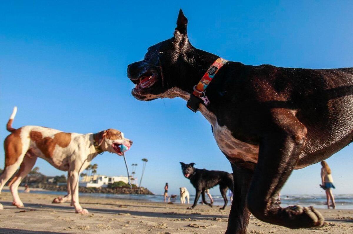 Dogs are allowed on some beaches in California, as on this one in Del Mar. But in Los Angeles County, they're mostly banned.