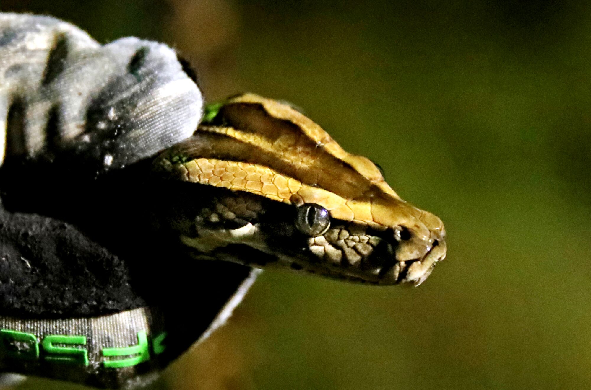 A volunteer python hunter holds a 4-foot-6-inch python caught in the Everglades.