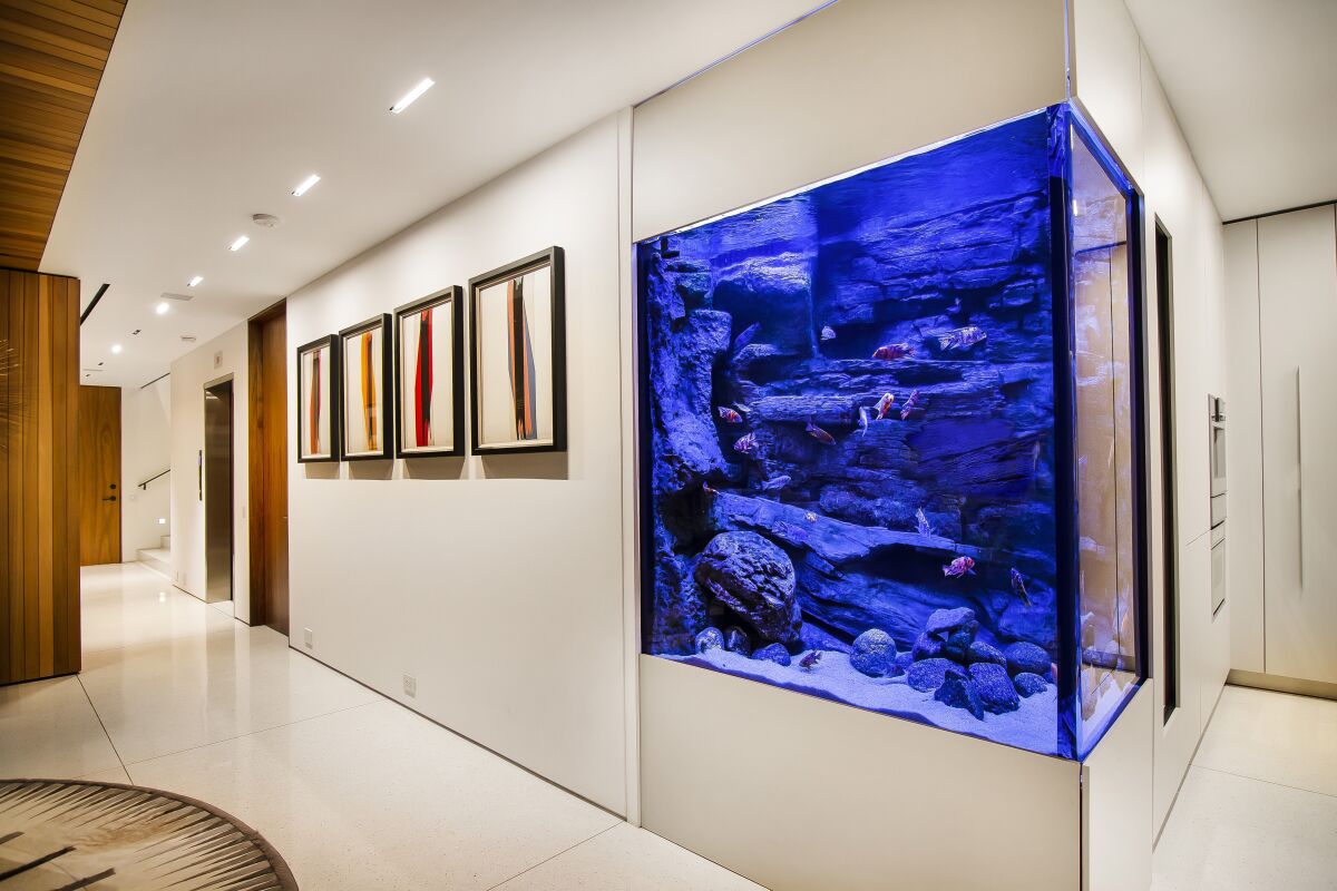 A large freshwater aquarium fills the corner of a hallway in a luxury home.