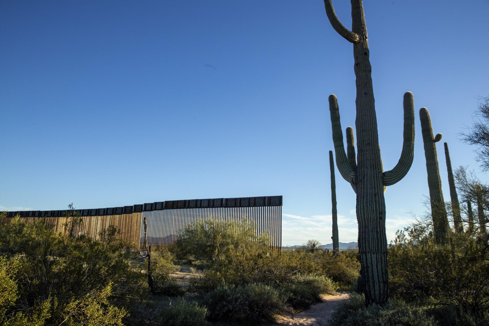 Saguaro cactuses stand outside the Roosevelt easement where a new border wall is replacing a vehicle barrier west of Lukeville, Ariz., in Organ Pipe Cactus National Monument.