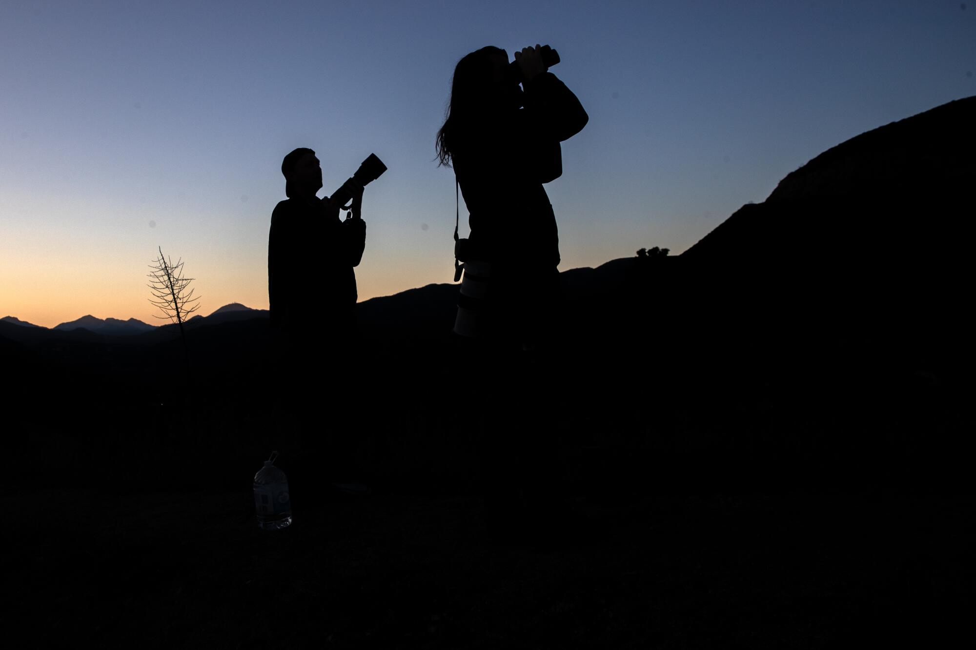 People search the morning sky for migrating birds