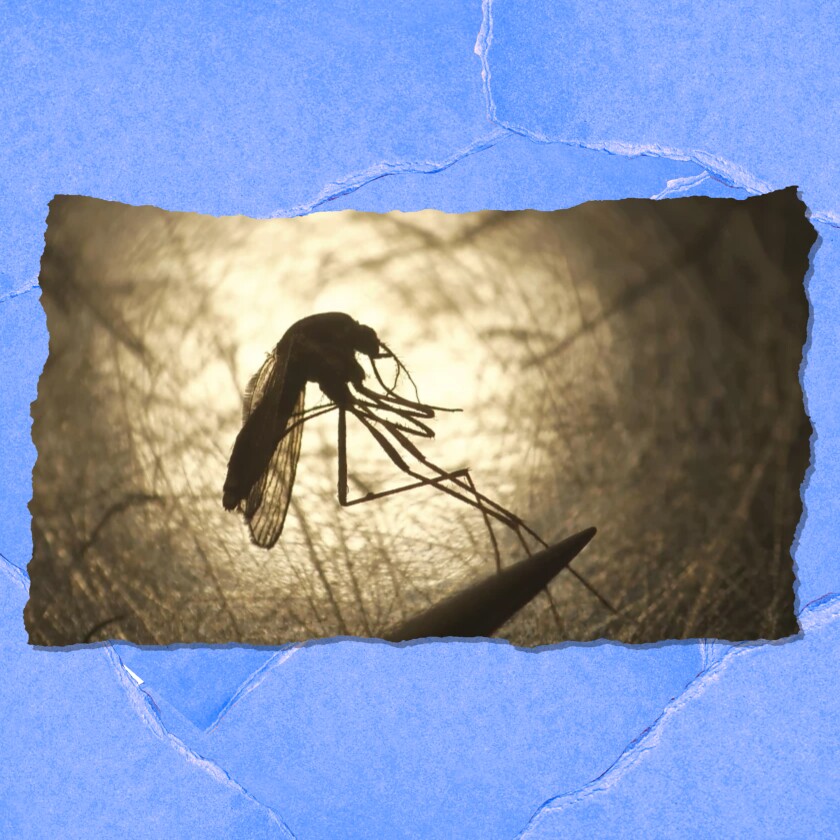 Super closeup of an insect.