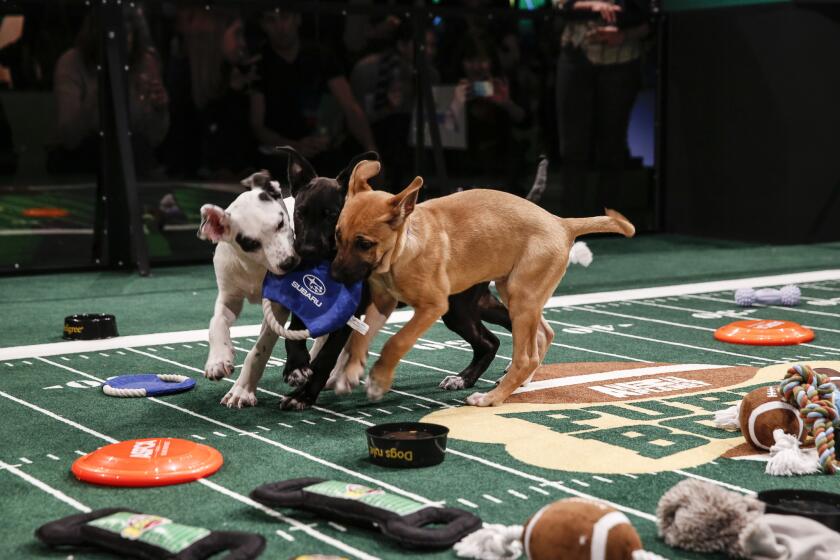 The "Puppy Bowl" on Animal Planet will be vying for viewers with the Super Bowl on Sunday.