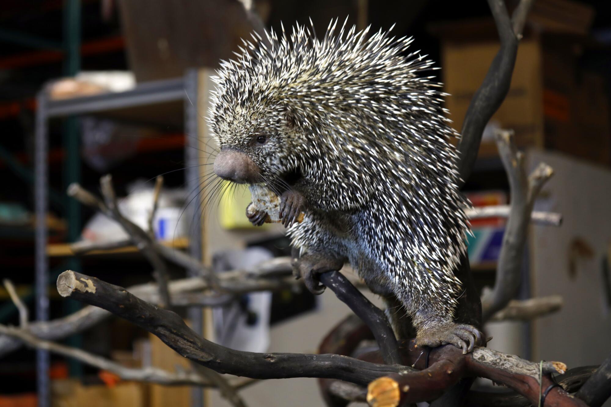 A real-life porcupine perches on a branch