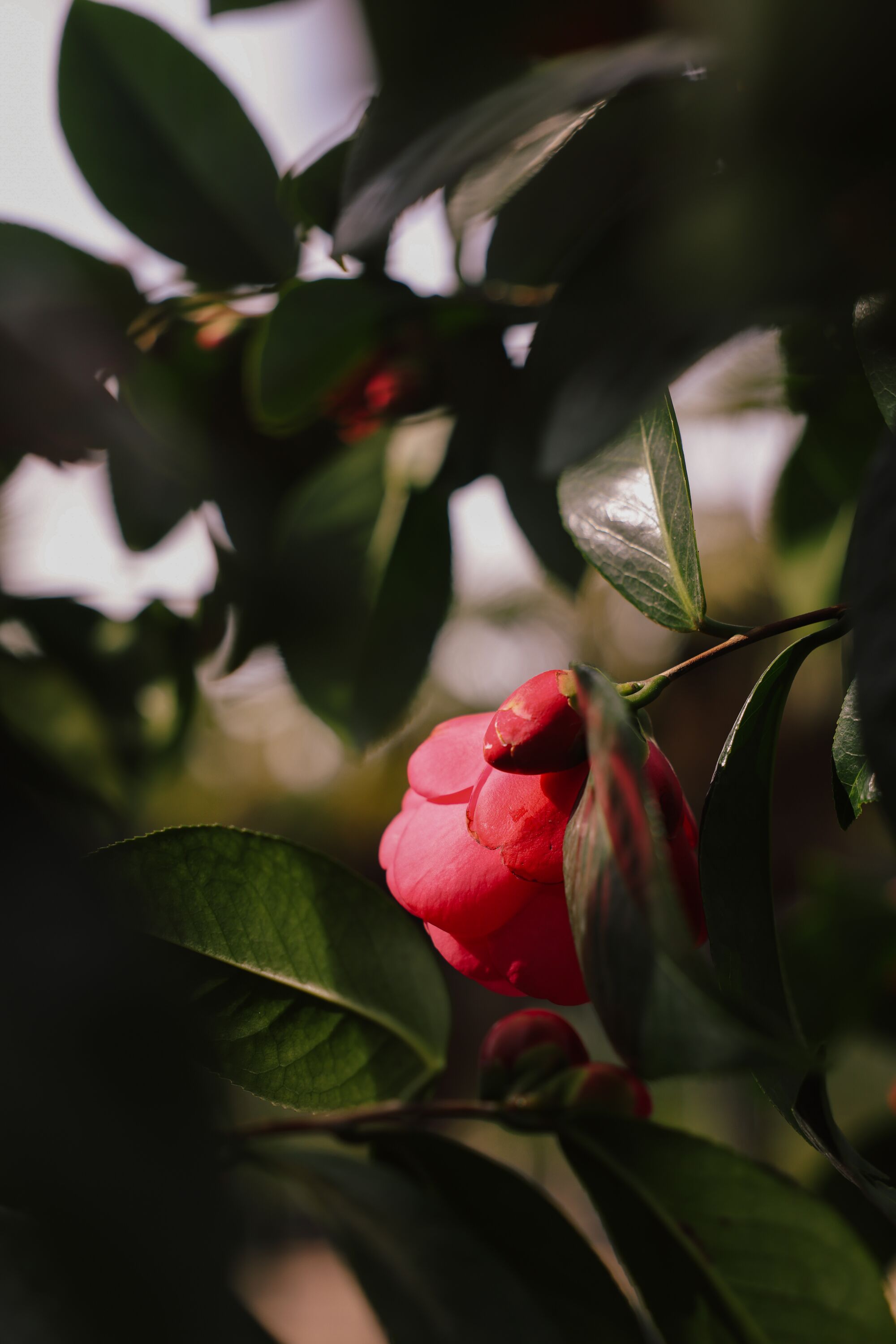 A Coral Castle camellia is poised to bloom amid lush, dark green foliage.