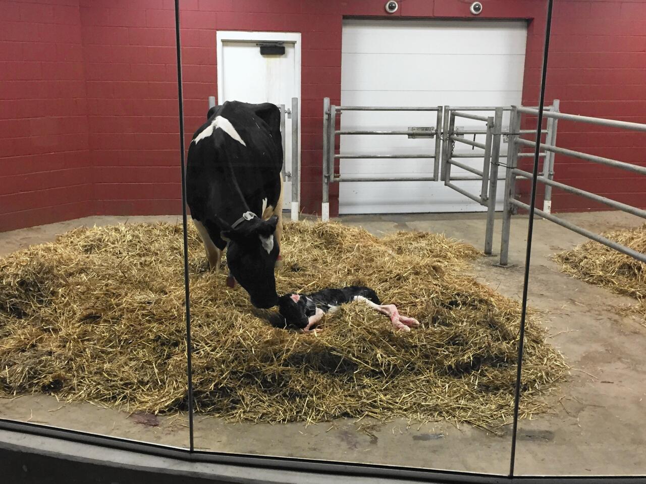 A newborn calf takes about 45 minutes before it can stand on its own legs. This one is just a few minutes old and was delivered in front of onlookers at the Fair Oaks Farms' birthing barn.