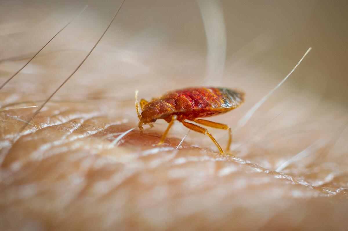 A macro frame of a bed bug feeding on human skin 