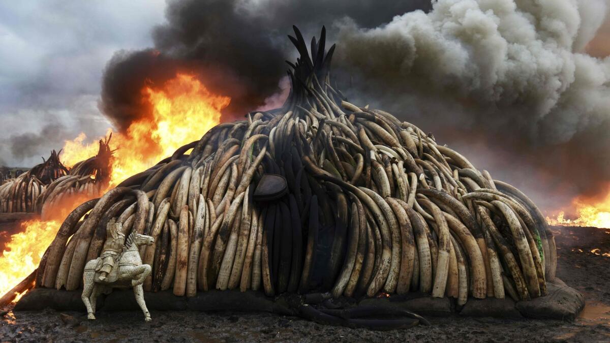 A stack of burning elephant tusks, ivory figurines and rhinoceros horns at the Nairobi National Park in April.