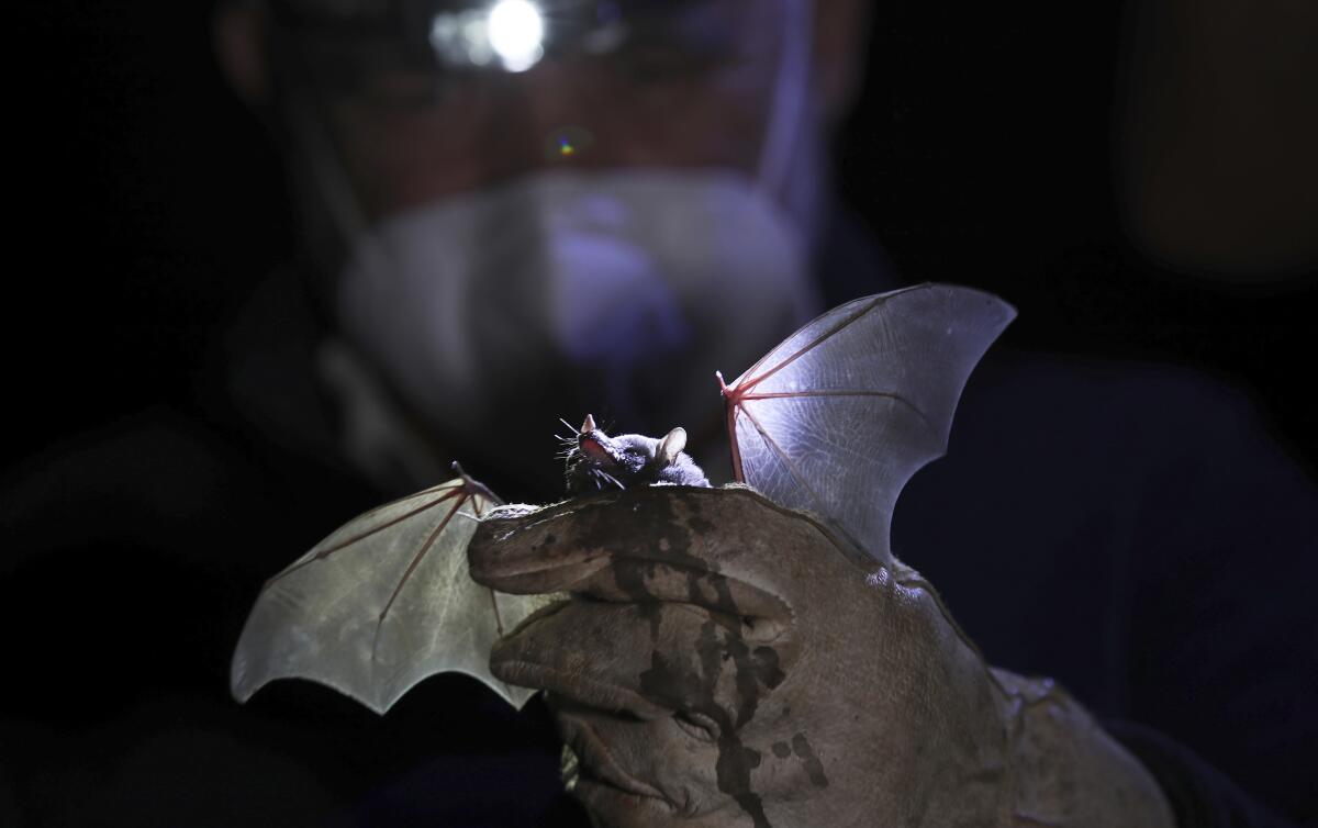 Aparición de murciélagos atrae a científicos en México