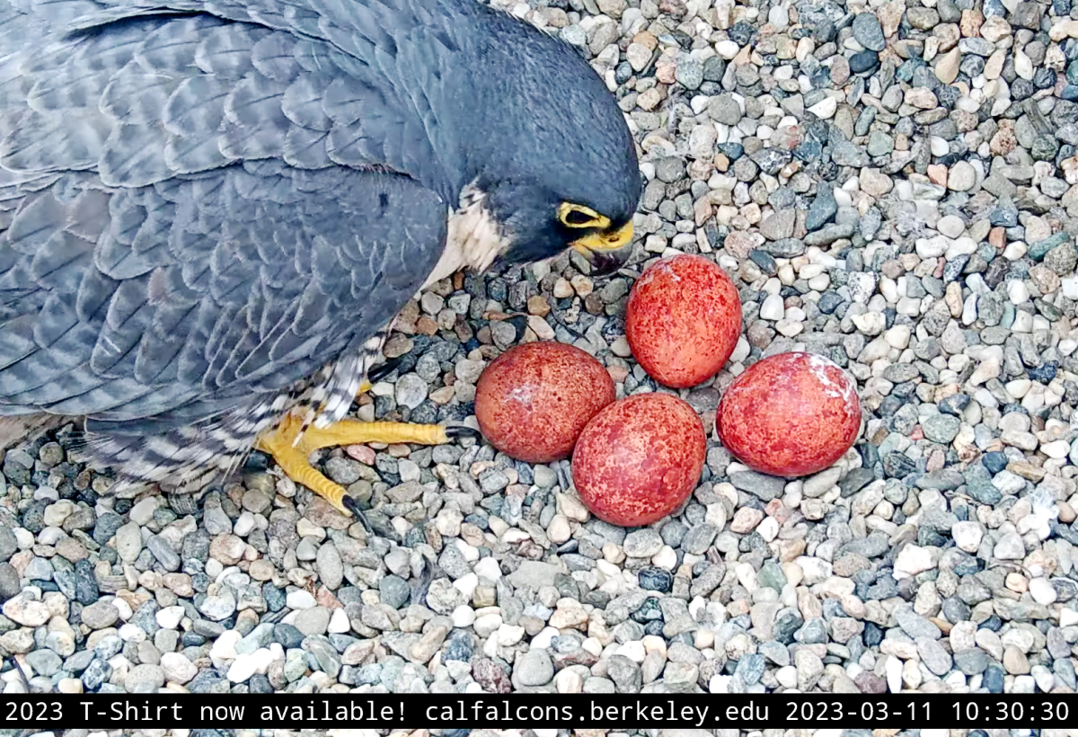 Annie, a peregrine falcon at UC Berkeley, watches over four reddish-colored eggs set on gravel