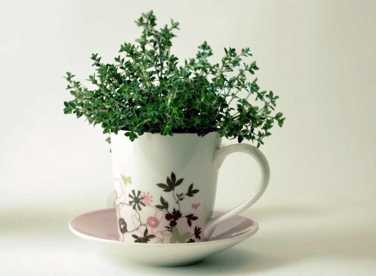 Thyme planted in a teacup.