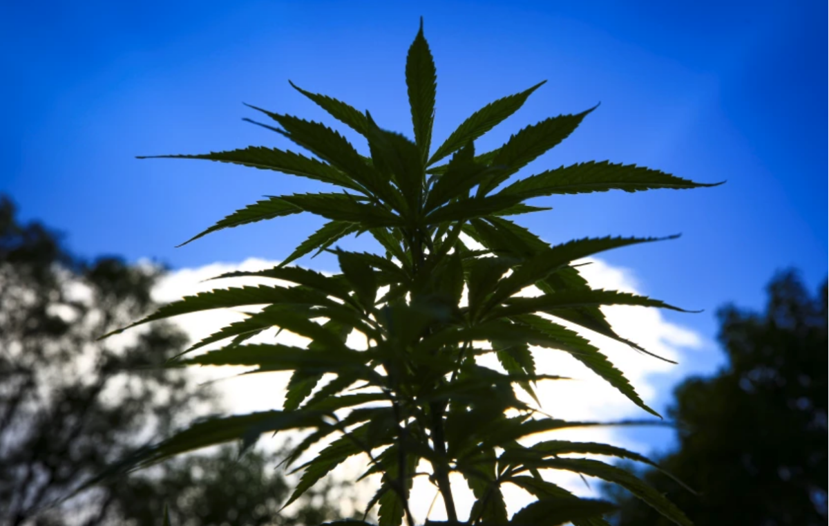 Vista de plantas de marihuana el 4 de abril de 2021 frente a la sede del Senado de la República en Ciudad de México.