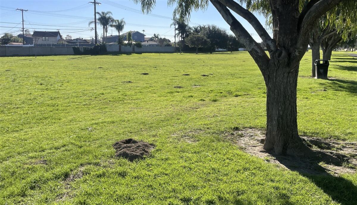A Jan. 9 photo taken near Fountain Valley's Westmont Park shows evidence of burrowing gophers, a problem in some city parks.