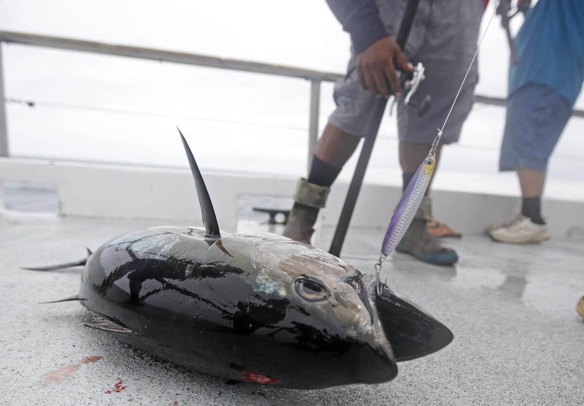 A bluefin tuna caught southwest of Newport Beach in the Pacific Ocean on Wednesday, Aug. 18, 2021.