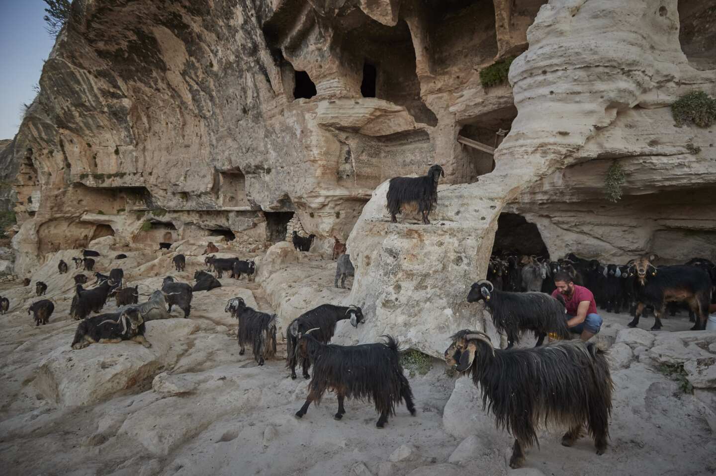 HASANKEYF, TURKEY - SEPTEMBER 23: Shepard Eyüp Agalday (27) milks his goats by the caves that surround the ancient town of Hasankeyf, one of the oldest continuously inhabited settlements on earth, dating as far back as 12,000 years. Eyüp's family have been shepherds in the town for generations, with his father and grandfather before him walking the same paths. Today he and his brother Davut (32) have over 100 goats and will have to sell their herd when the waters come, they have no plan or idea what they are going to do. The Turkish Government have given residents until October 8th to evacuate the area before they permanently submerge the area for a controversial Ilisu dam project which will mean flooding 199 settlements in the area and displaying up to 80,000 people. Hundreds of still inhabited man made caves, churches, tombs and historical sites will be forever lost in the scheme. The ancient city has been part of many different cultures in its history, ancient Mesopotamia, Byzantium, and Arab and Ottoman empires with only an estimated 10% of the area having been explored by archaeologists. The Turkish government has built a new settlement for the 700 households 3km away but some will be left homeless with nowhere to go and many being forced to give up both their homes and their income from the land they own as they watch their homes slowly submerge when the government forcibly floods the city. Photo by Kiran Ridley