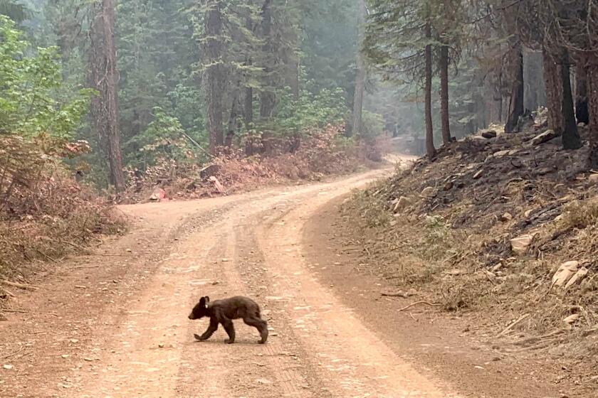 An bear cub struggles to survive as it walks alone along a mountain road impacted by the Dixie Fire in Plumas County