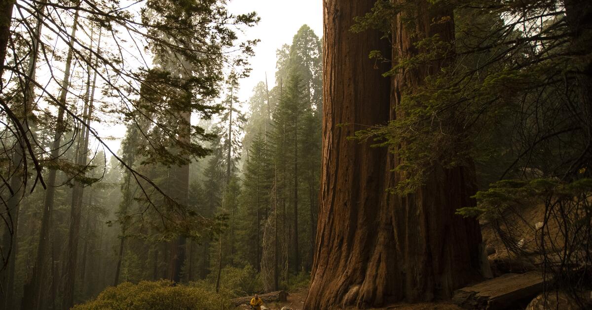 How Sequoia became the most polluted national park in America