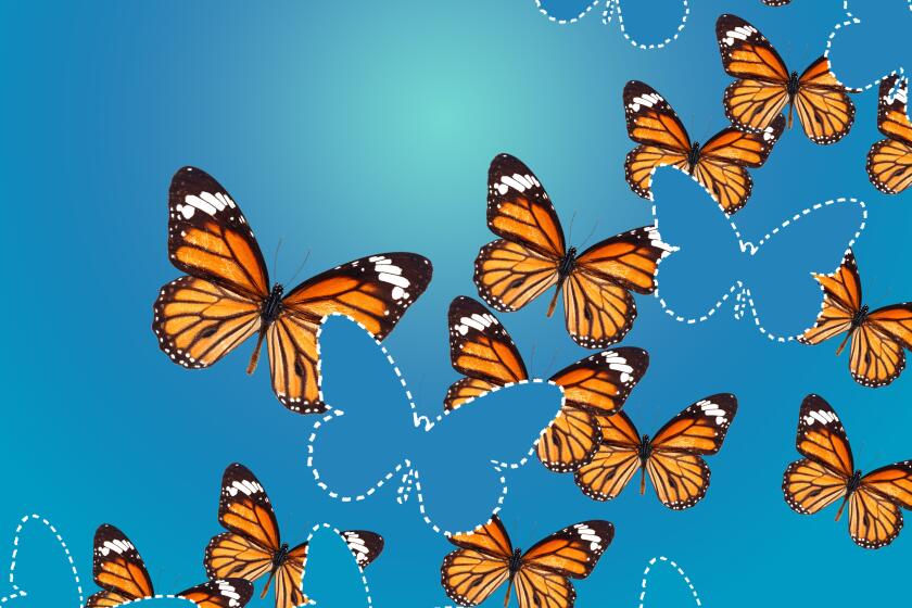Monarch butterfly graphic