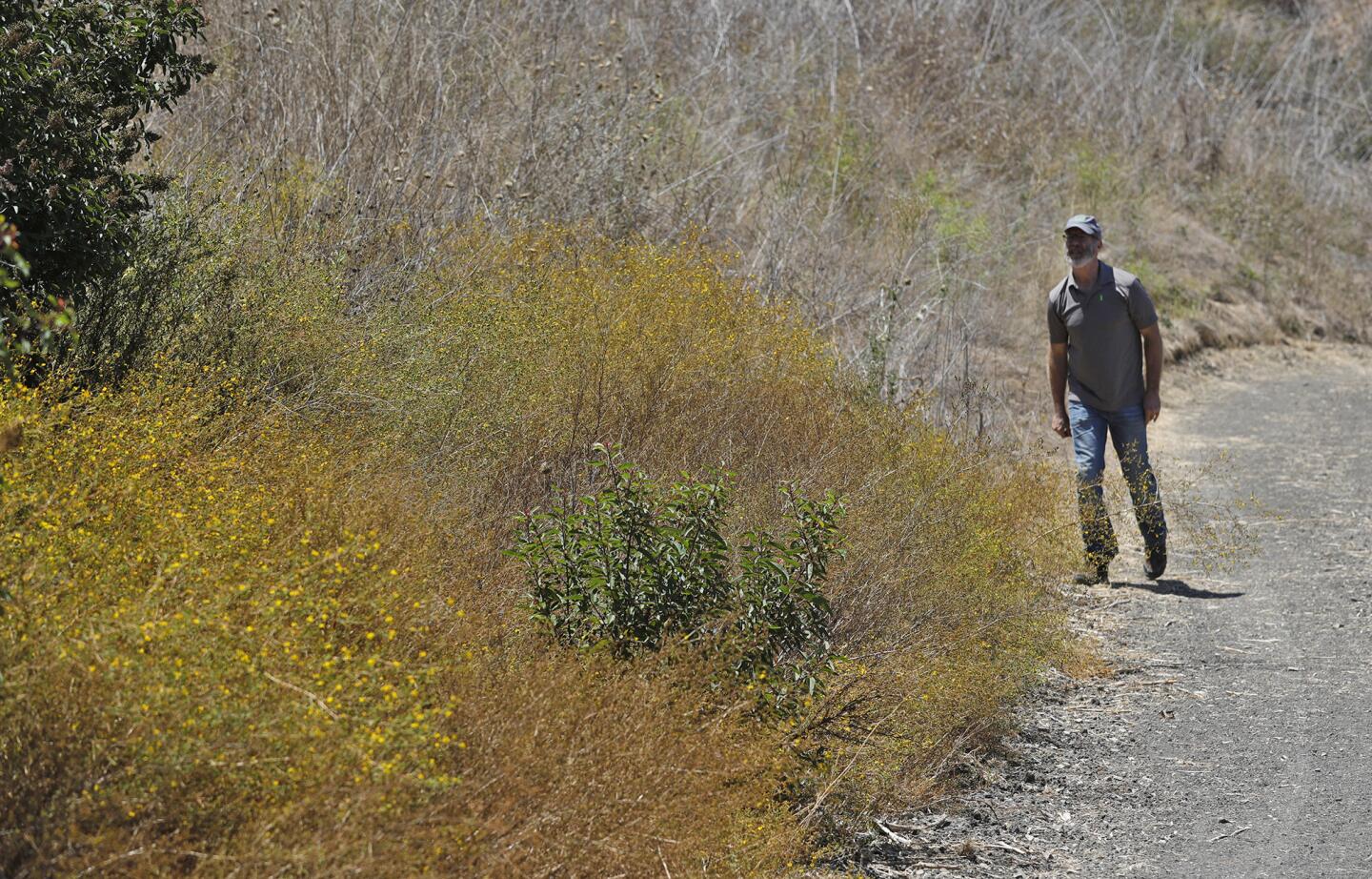 Project Manager Robert Freese walks a ridge road above Bee Flat Canyon where he looks at the growth of yellow tarplant, which was part of the 10-year restoration project of the canyon which was recently completed.